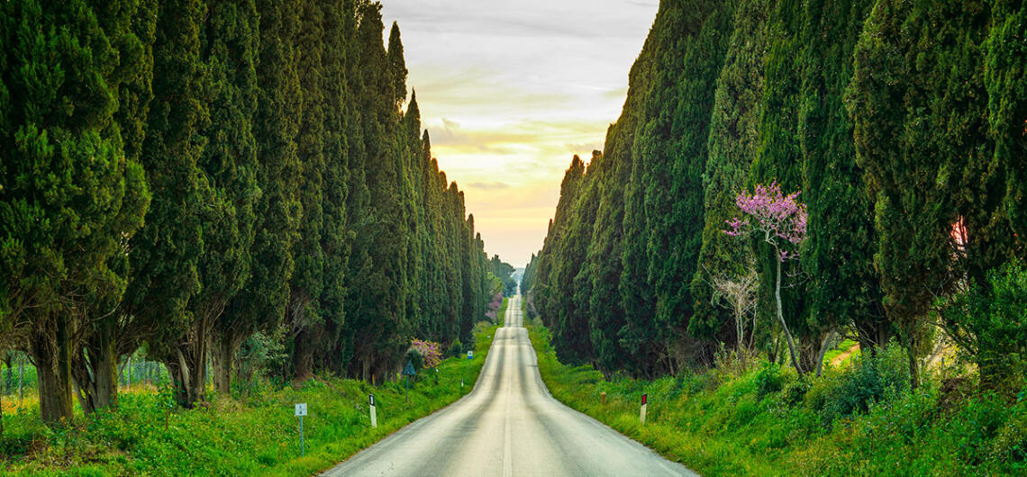 Bolgheri Cypresses Avenue Tuscany