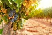 vineyards-and-grapes-wine-tour-and-tasting-in-Chianti-region